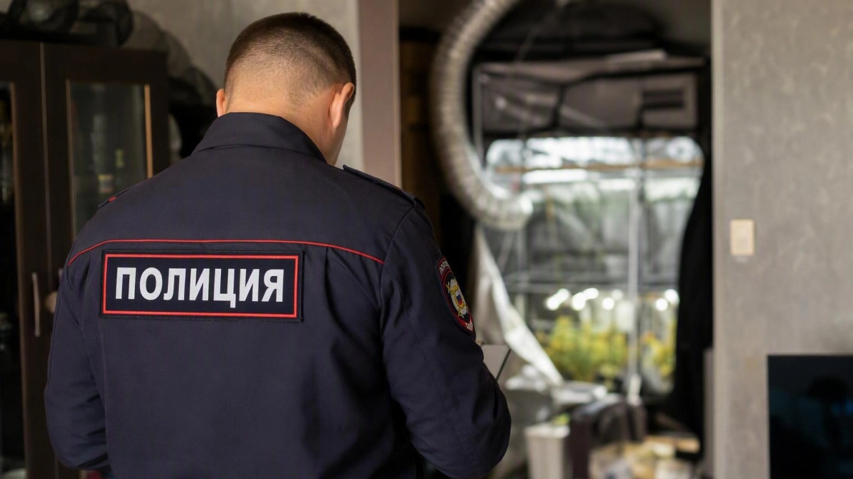 В Железногорске полиция обнаружила домашнюю плантацию конопли на 44 растения