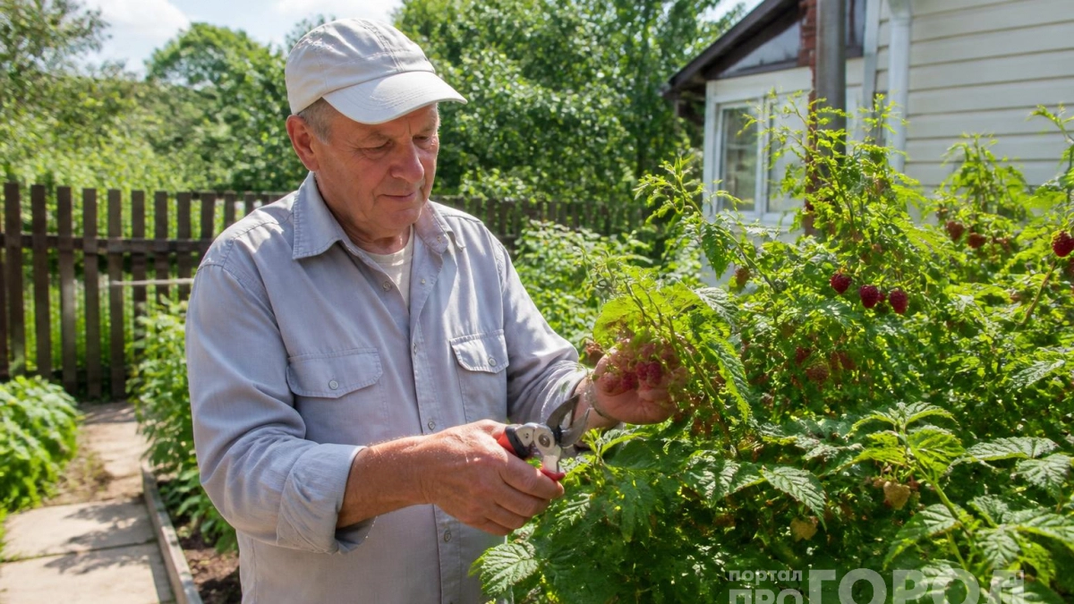 Малина превращается в увешанное ягодами дерево после двойной обрезки по Соболеву: собираю по 10 кг с куста