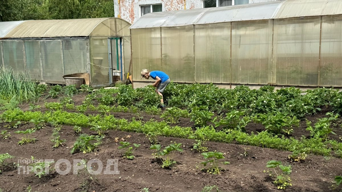 Лучше сгною урожай в компостной яме, чем поделюсь с соседями: скрытая опасность бесплатной раздачи овощей