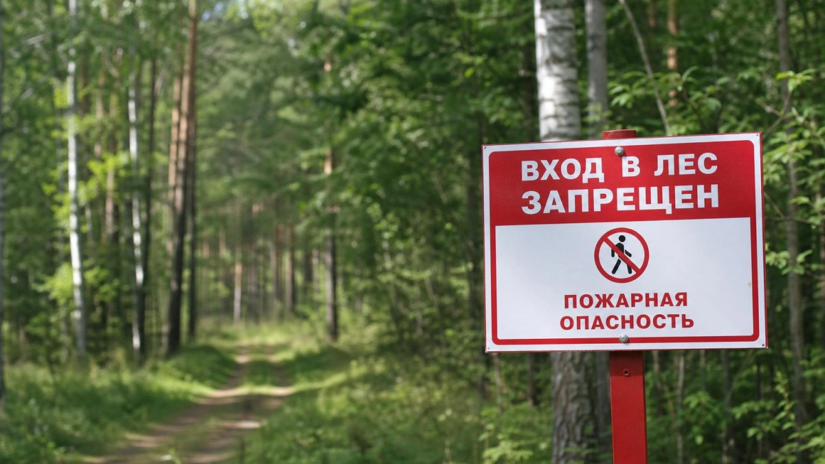 Курянам напомнили о запрете на посещение лесов и повышенных штрафах