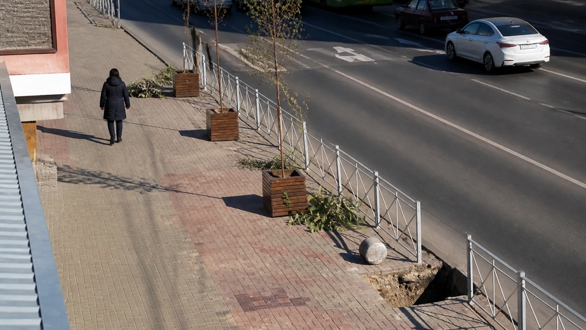 На улице Ленина в Курске продолжают высаживать липы: впереди еще 60 деревьев