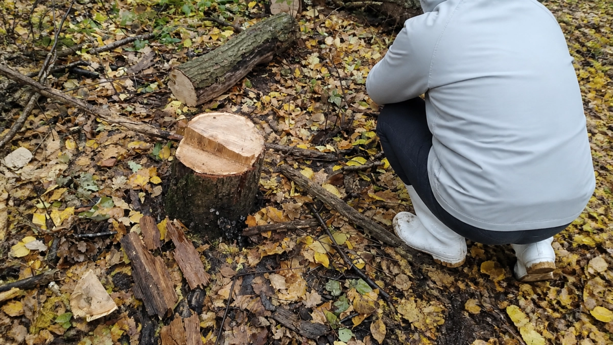 В природном парке под Курском задержали незаконных лесорубов с признательными показаниями