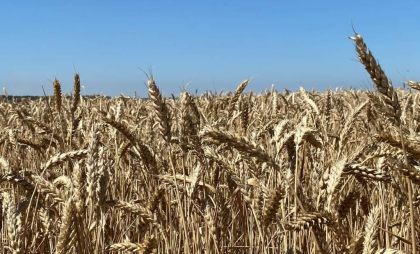 Курские аграрии через три суда отбивают 168 гектаров у чиновников